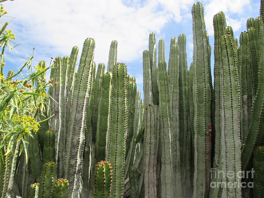 Cacti in Malpais de Guimar #2 Photograph by Chani Demuijlder