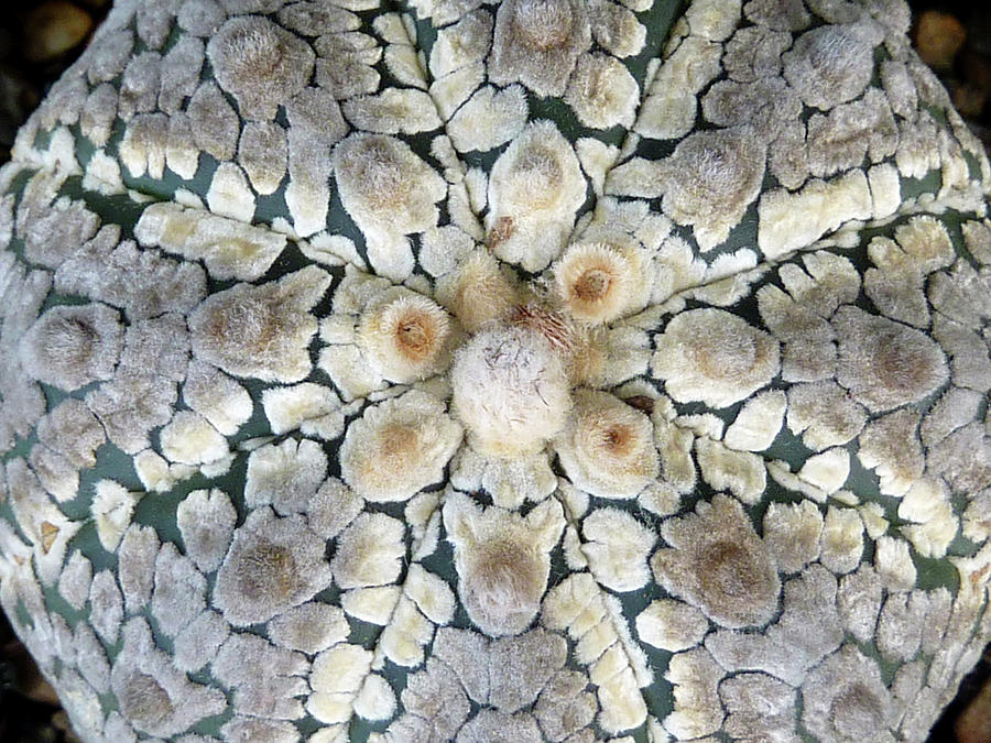 Cactus 2 #2 Photograph by Selena Boron