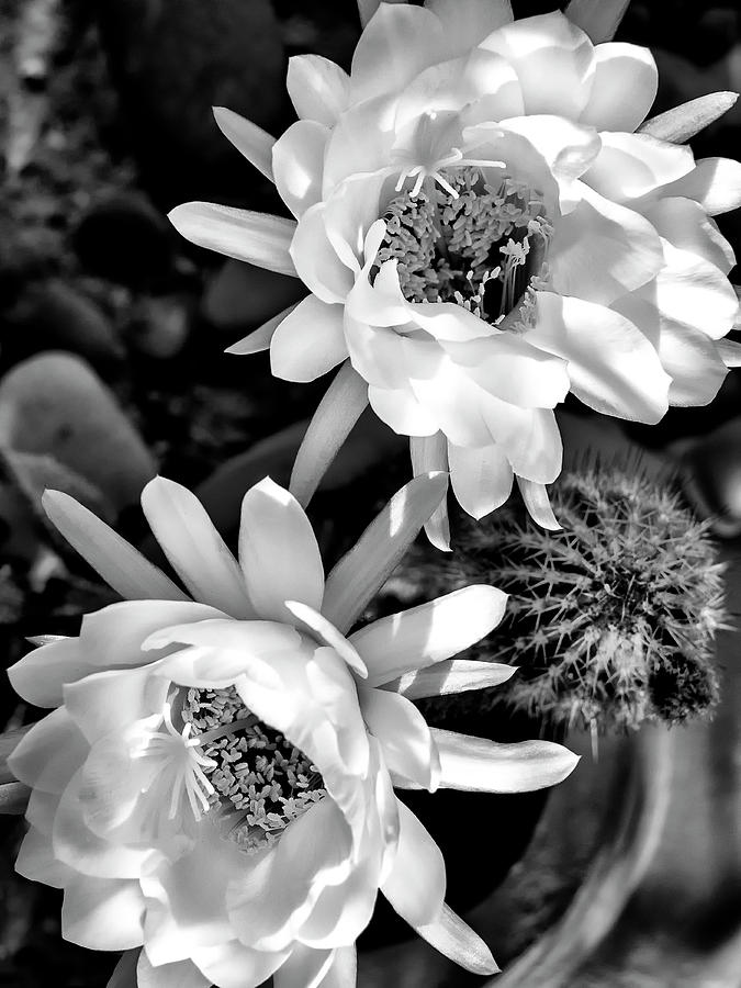 Cactus Blooms #3 Photograph by Dominic Piperata