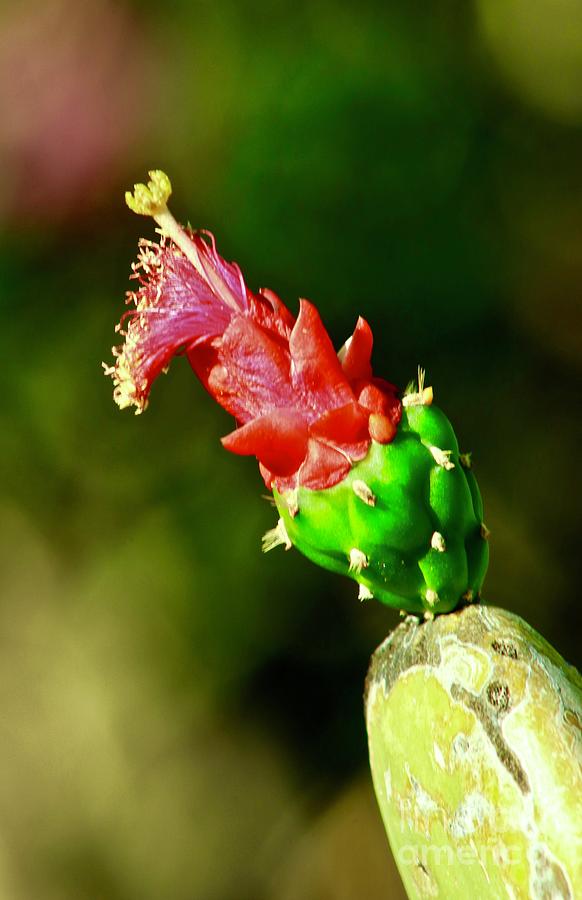 Cactus Blossom #1 Photograph by Craig Wood