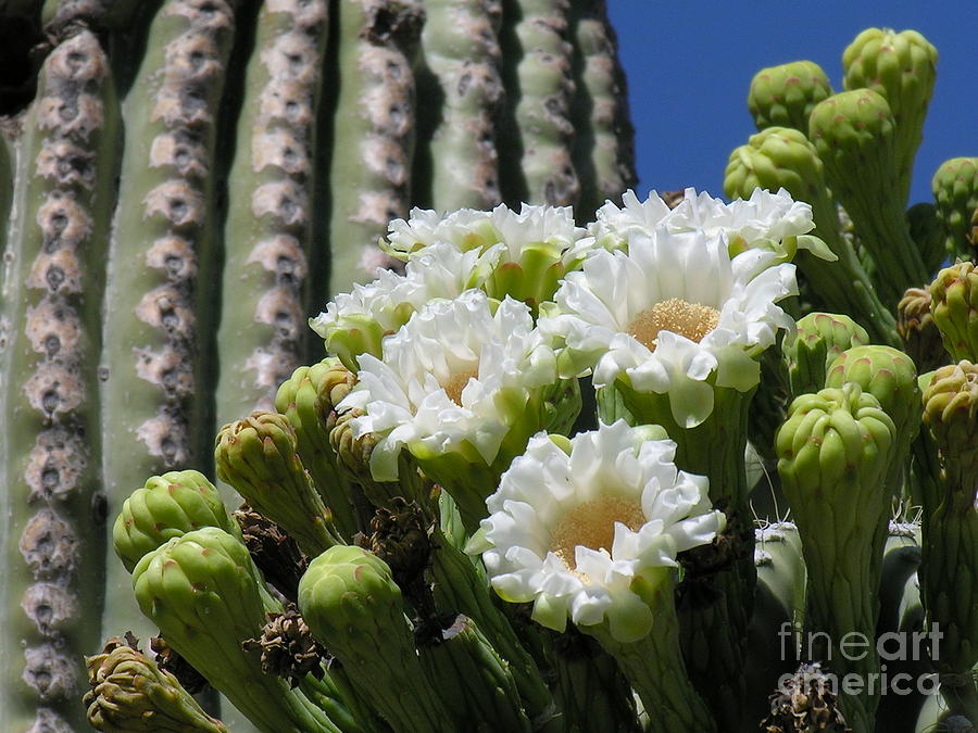 Cactus Budding #1 Photograph by Diane Lesser