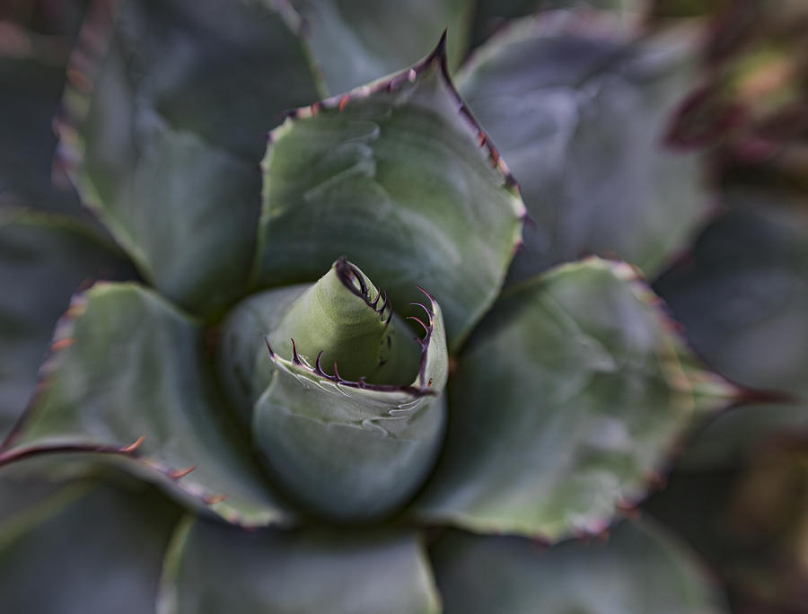 Flower Photograph - Cactus Circle #1 by Roni Chastain