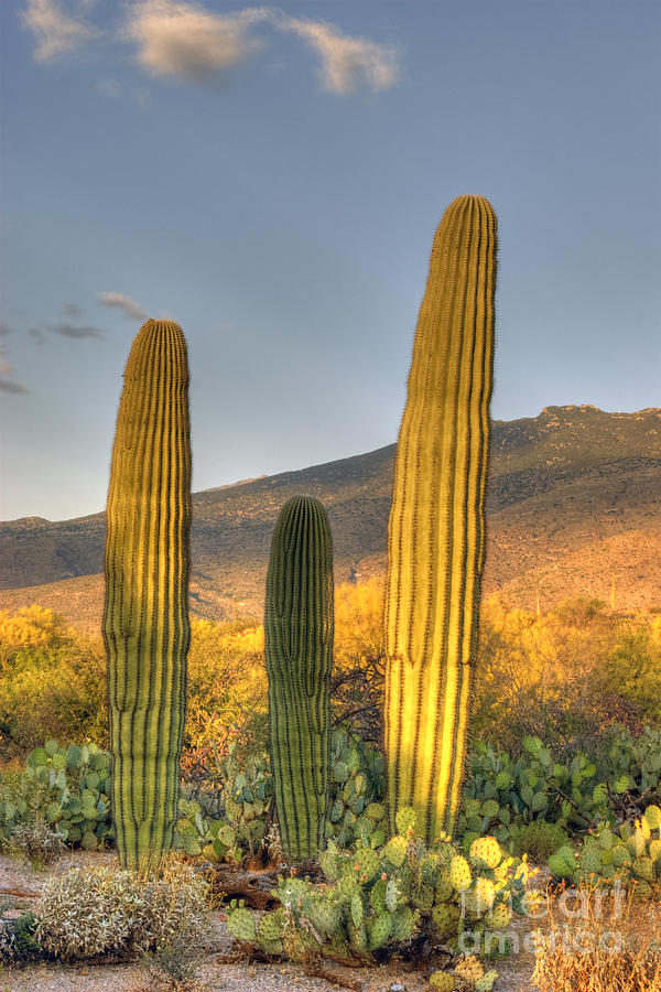 Cactus desert landscape #2 Photograph by Juli Scalzi