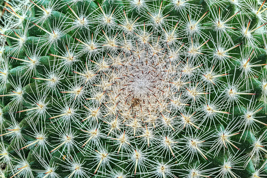 Cactus #1 Photograph by Elmer Jensen