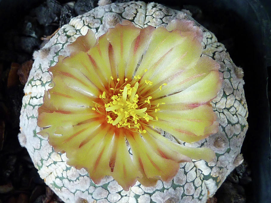 Cactus Flower 2 #2 Photograph by Selena Boron
