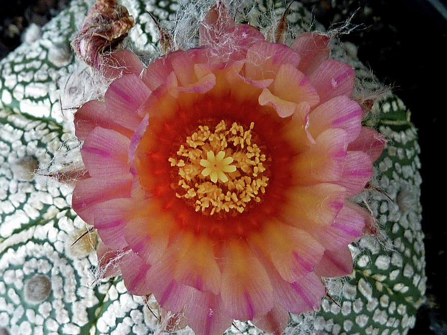 Cactus Flower 5 #1 Photograph by Selena Boron