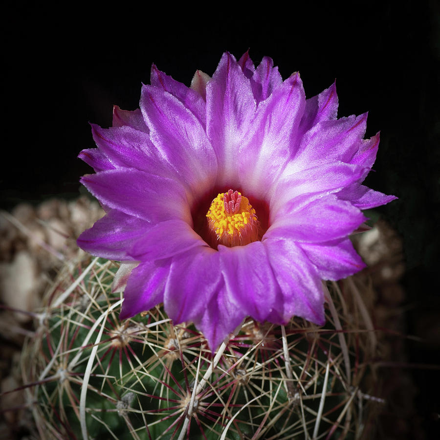 Cactus Flower  #1 Photograph by Catherine Lau