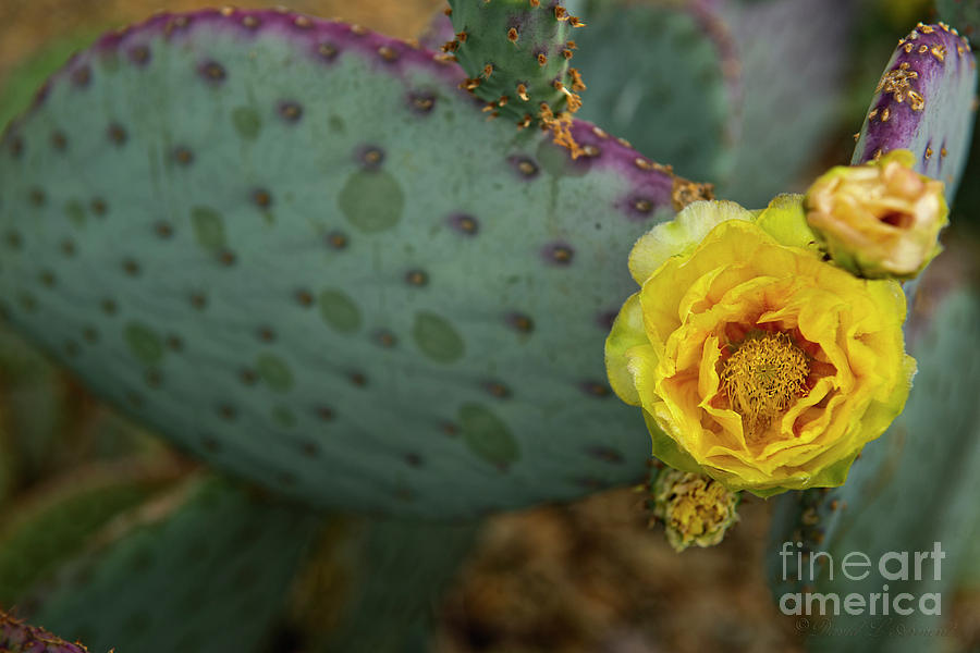 Cactus Flower #2 Photograph by David Arment