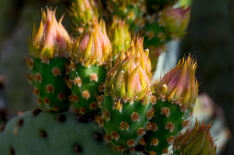Cactus Flower Photograph by Derek Dean