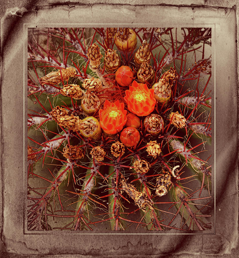 Flowers Still Life Photograph - Cactus Flower #1 by Hugh Smith