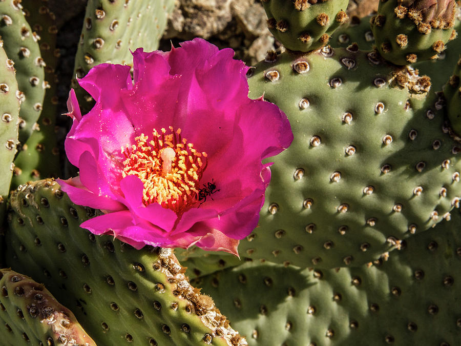 Cactus Flower #1 Photograph by Jean Noren