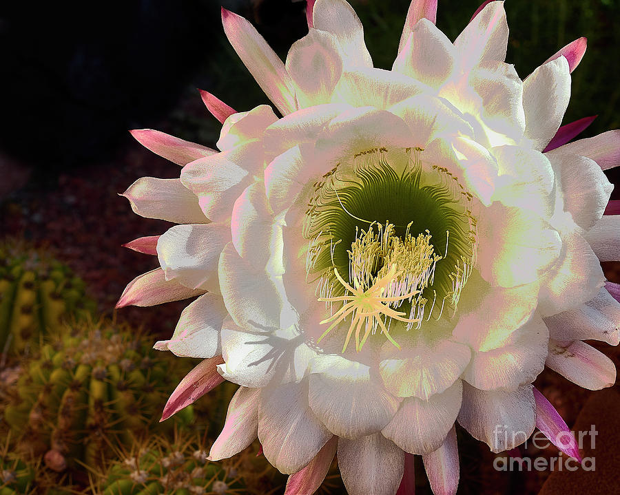 Cactus Flower #1 Photograph by Steve Ondrus