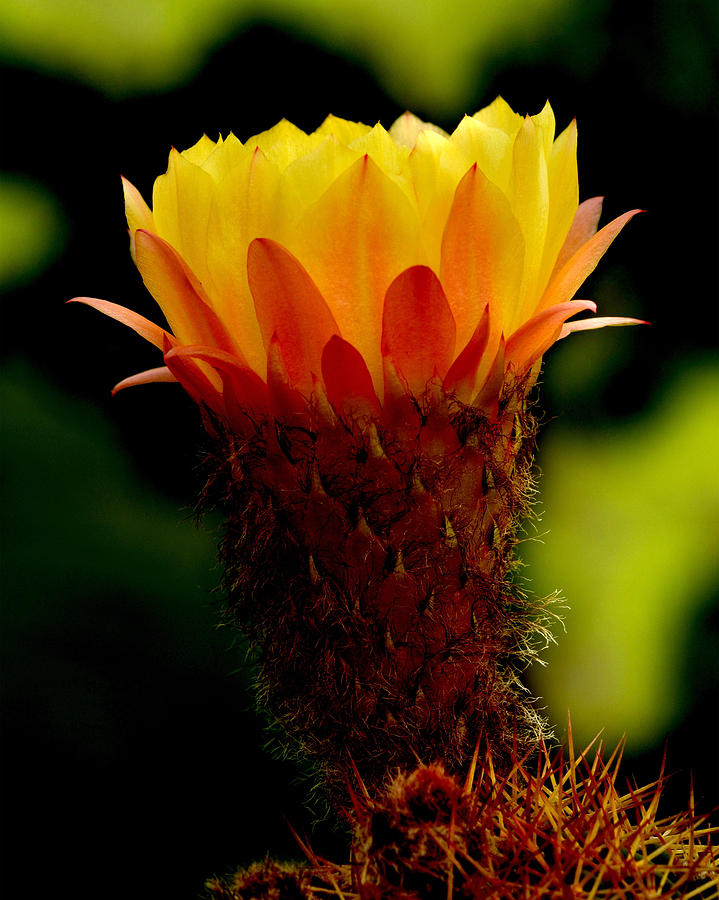 Cactus Flower #1 Photograph by Steve Snyder