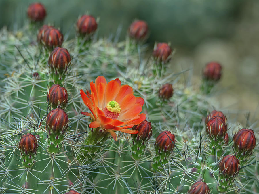 Phoenix Photograph - Cactus Flower #1 by Tam Ryan