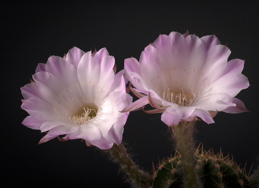 Cactus Flowers #1 Photograph by Catherine Lau