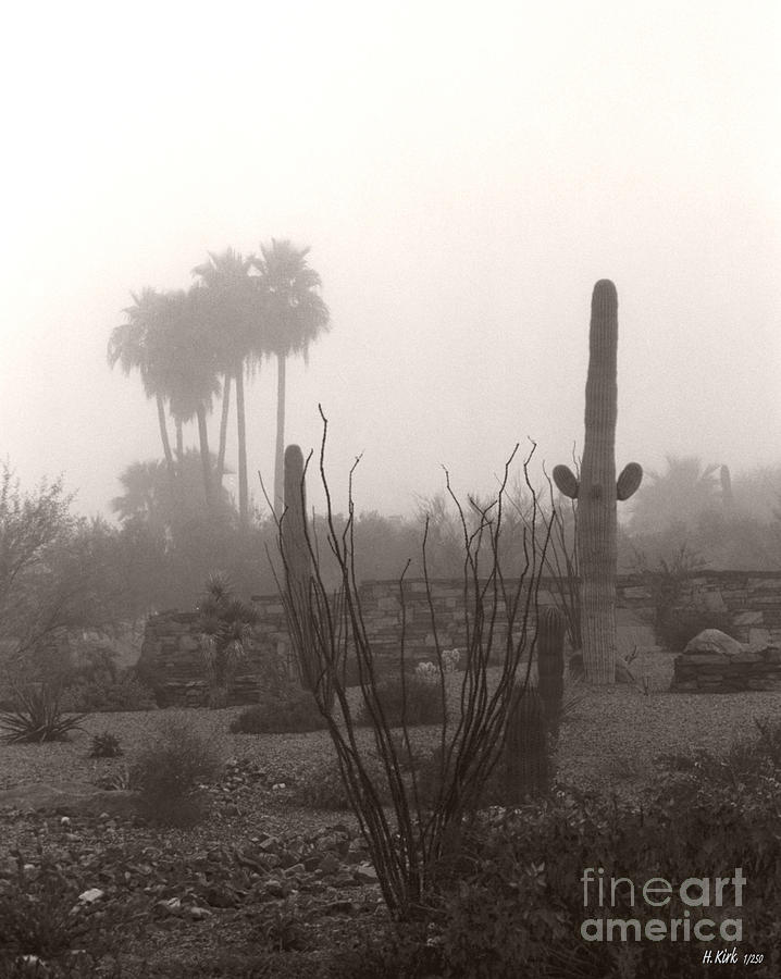 Cactus Fog Photograph by Heather Kirk