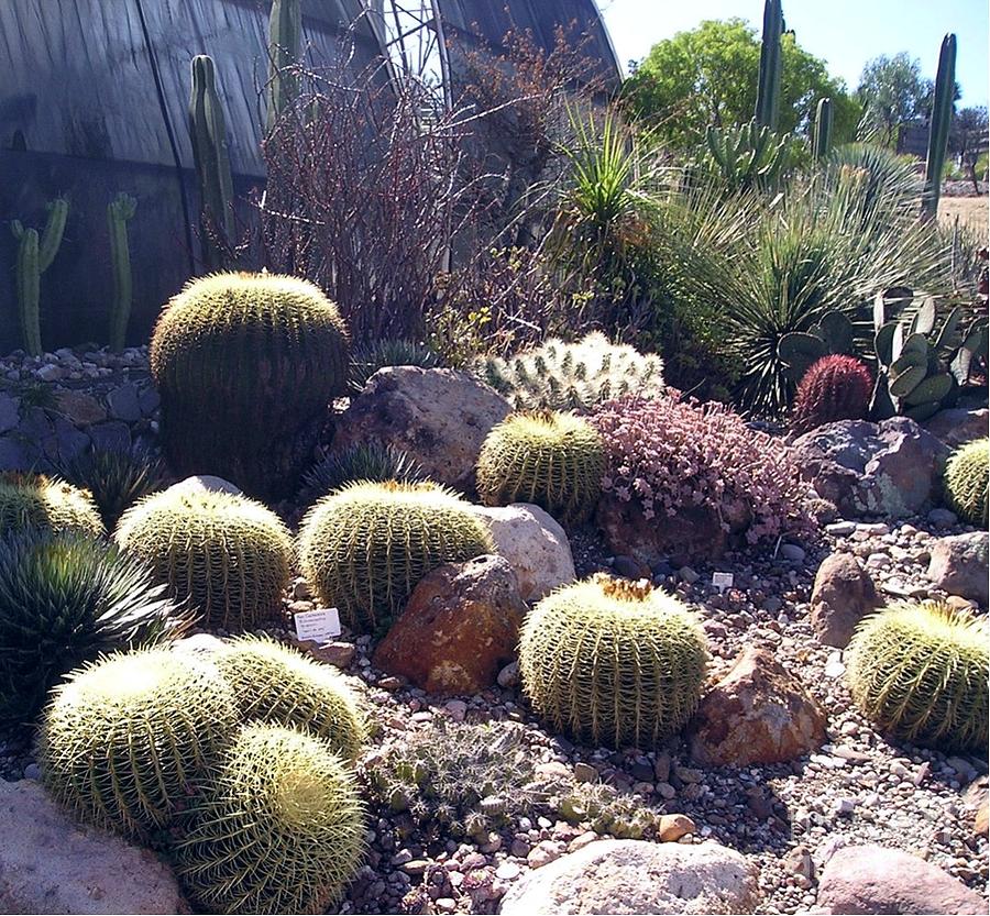 Cactus Gathering #1 Photograph by Margaret Hamilton