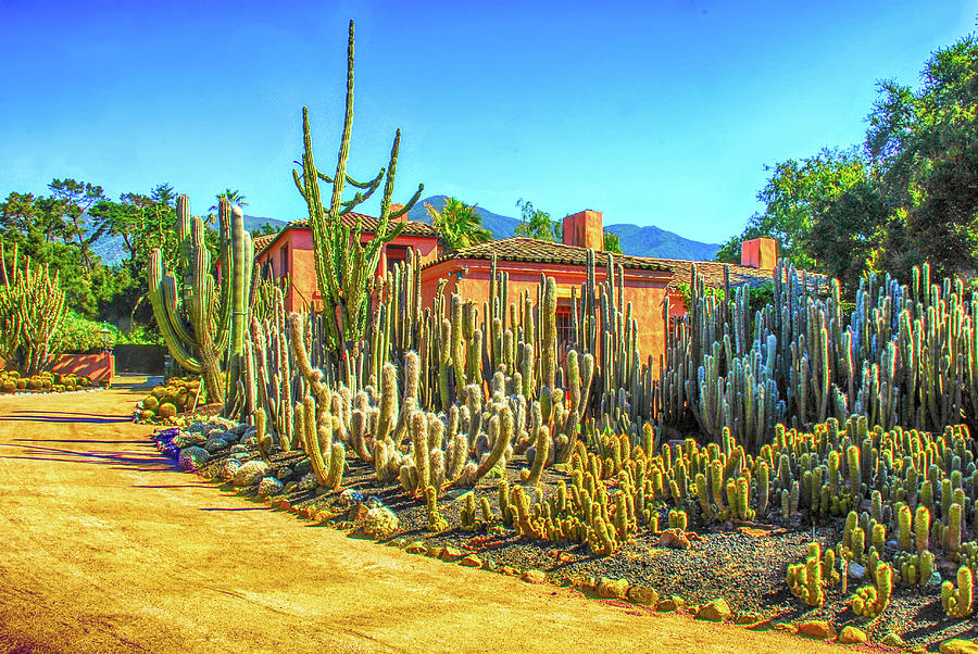 Cactus House #1 Photograph by Joseph Hollingsworth