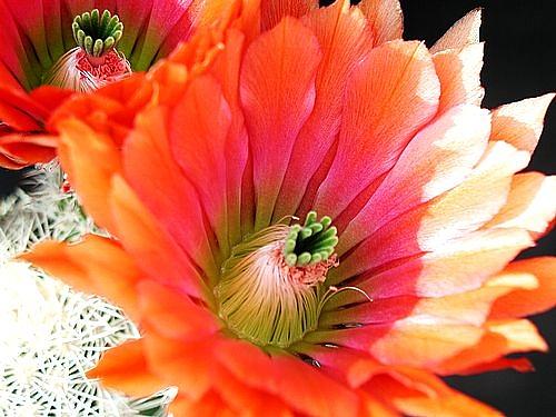 Flower Delivery Photograph - Cactus #1 by James Knecht