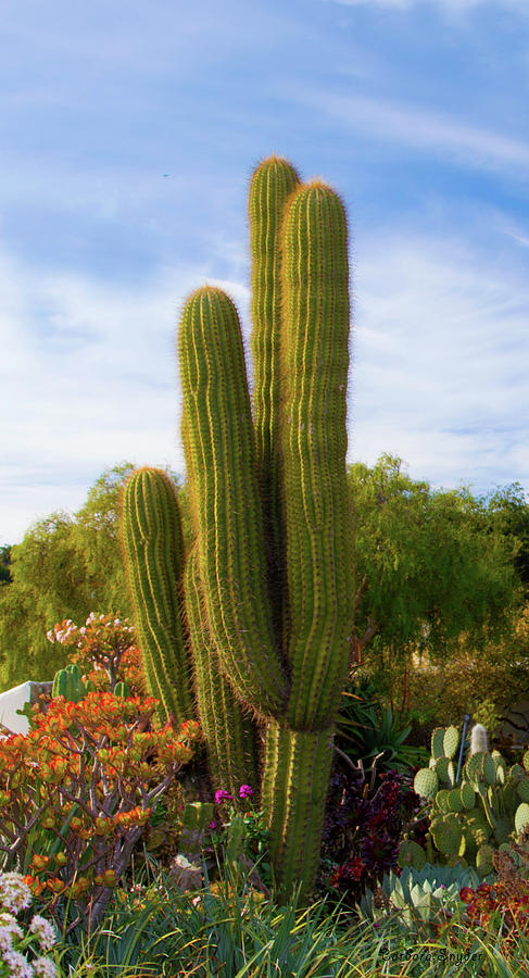 Cactus Monterey California #1 Photograph by Barbara Snyder