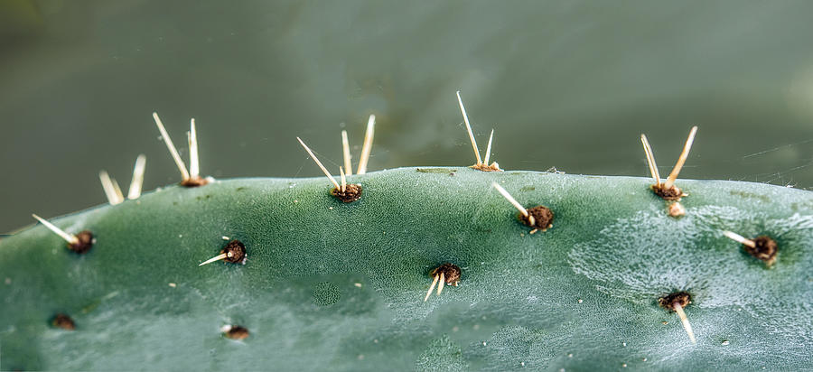 Cactus Needles #1 Photograph by William Bitman