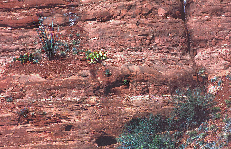 Cactus on the Rocks #1 Photograph by Ira Marcus