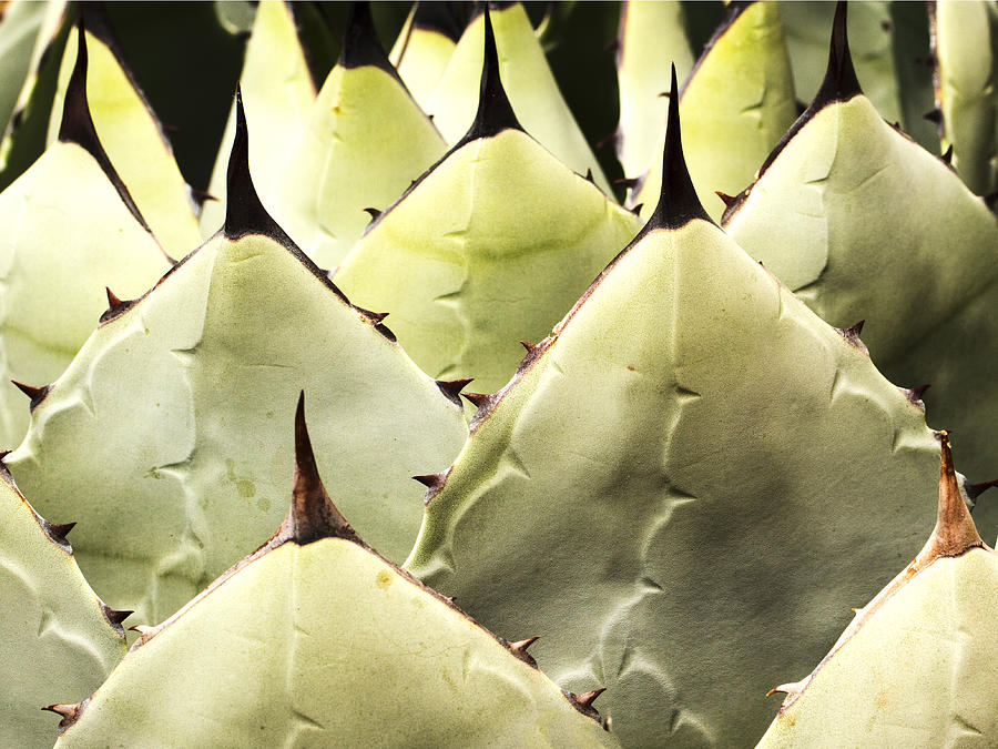 Cactus Pattern #1 Photograph by Jean Noren