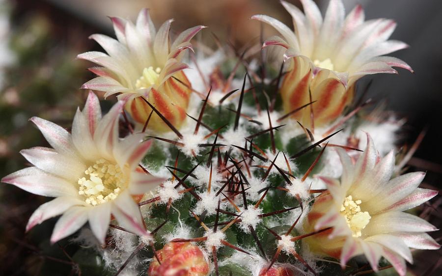 Flower Digital Art - Cactus #1 by Super Lovely
