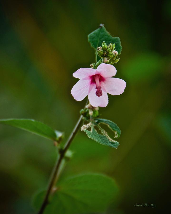 Caesar Weed Photograph by Carol Bradley - Fine Art America