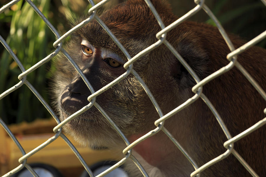 Caged Monkey #1 Photograph by Travis Rogers