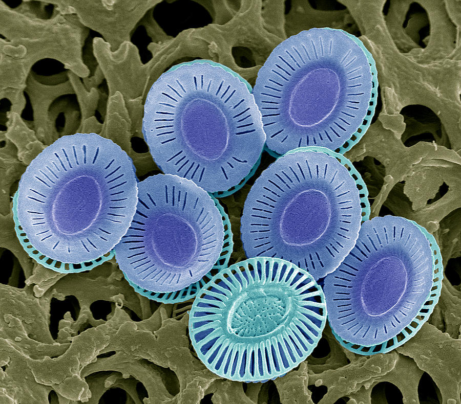 Nature Photograph - Calcareous Phytoplankton Plates, Sem #1 by Steve Gschmeissner