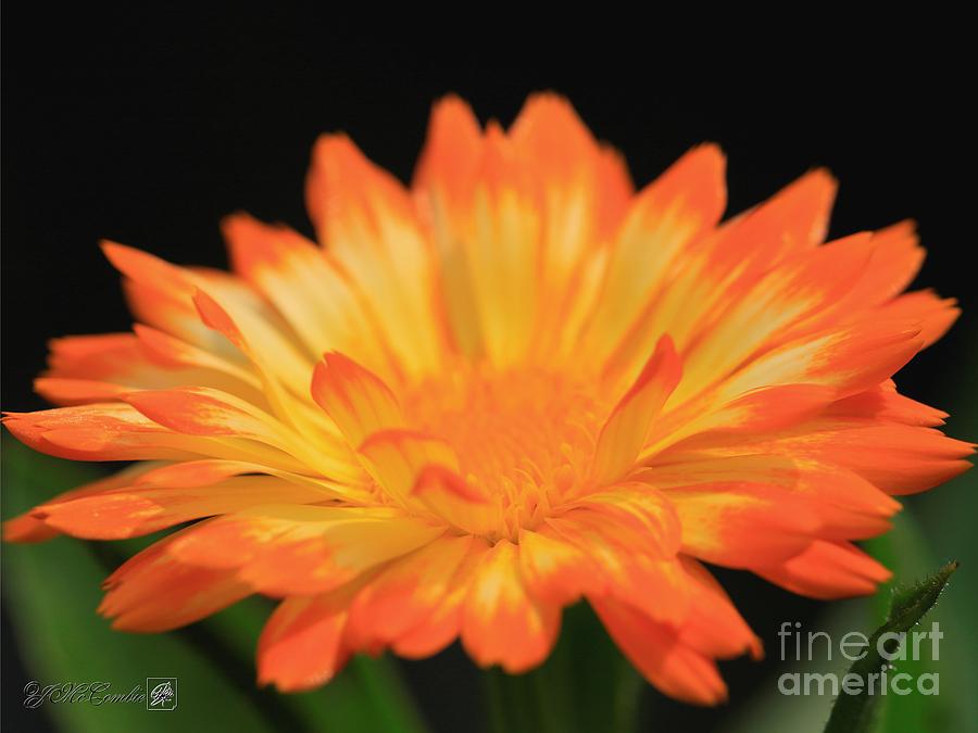 Calendula named Oopsy Daisy #5 Photograph by J McCombie