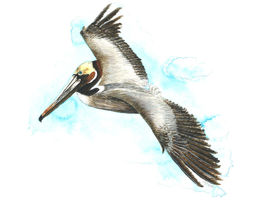 California brown pelican #1 Painting by Cindy Hitchcock