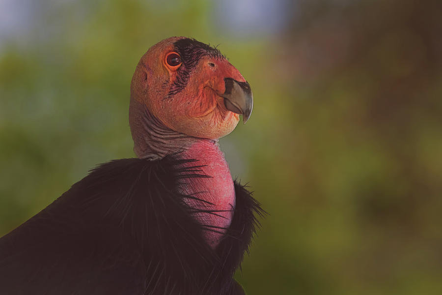 California Condor #1 Photograph by Brian Cross