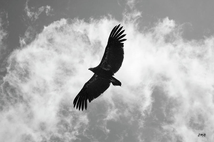 California Condor in Flight #1 Photograph by David Gordon
