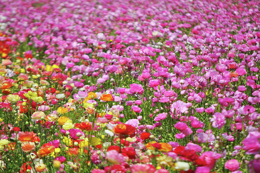 California Fields of Flowers #1 Photograph by Kyle Hanson