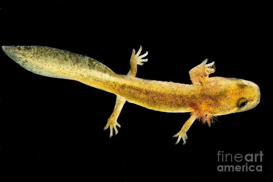 California Giant Salamander Larva #1 Photograph by Dant Fenolio