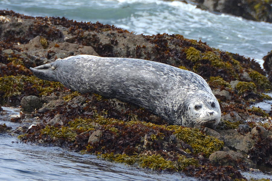 California Harbor Seal #1 Photograph by Carla Parris