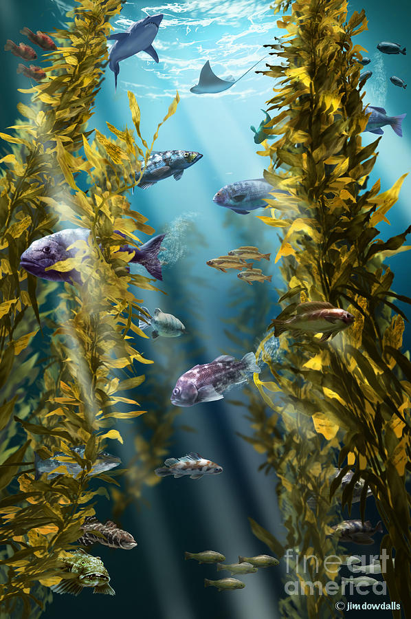 California Kelp Forest #1 Photograph by Jim Dowdalls