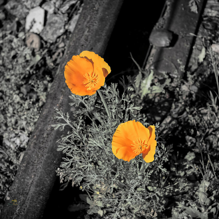 California Poppies #1 Photograph by Jim Thompson
