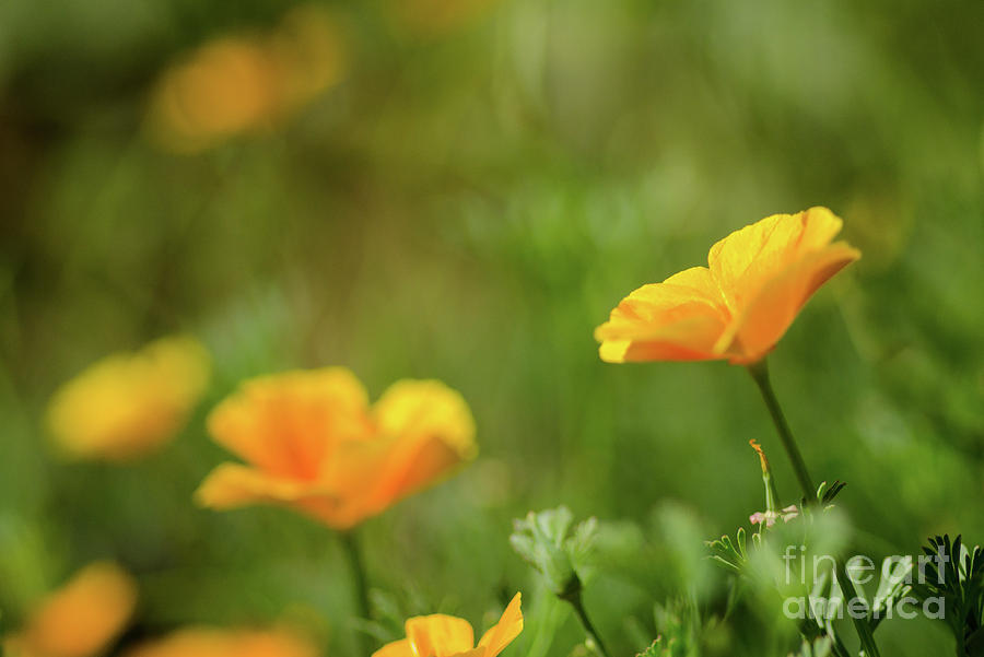 California Poppies #1 Photograph by Nick Boren