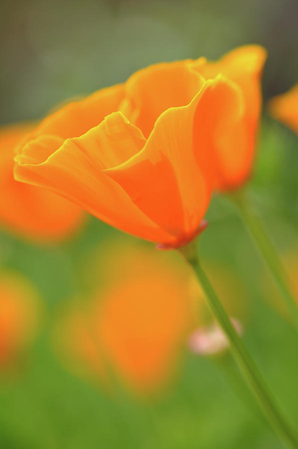 California Spring Poppy Macro Close Up #1 Photograph by Brandon Bourdages
