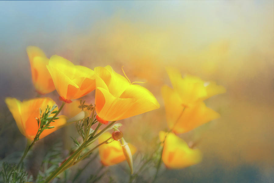 California Wild Poppies #1 Photograph by Joan Baker