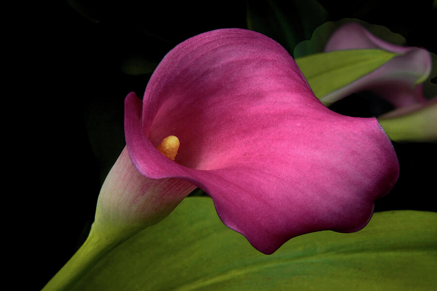 Spring Photograph - Calla Curves by Jessica Jenney
