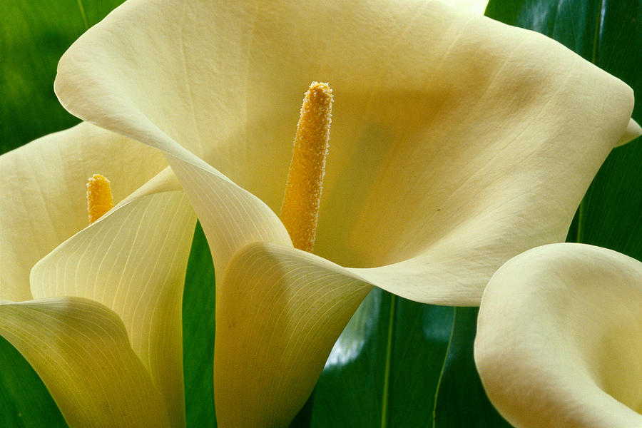 Calla Lilies #1 Photograph by William Waterfall - Printscapes