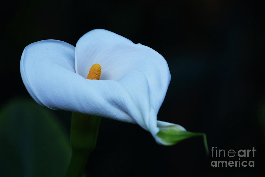 Calla Lily 2 #1 Photograph by Cindy Manero