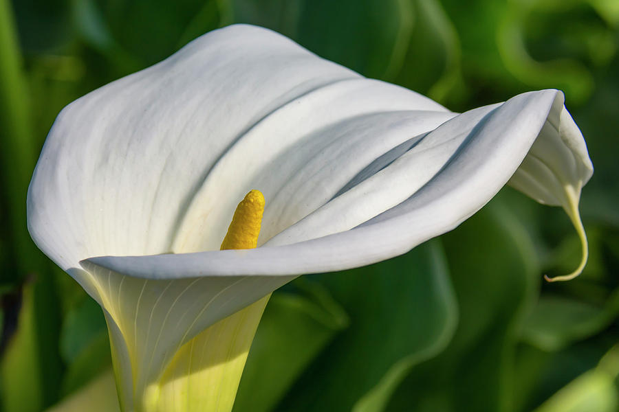 Calla lily #2 Photograph by Bruce Frye - Fine Art America