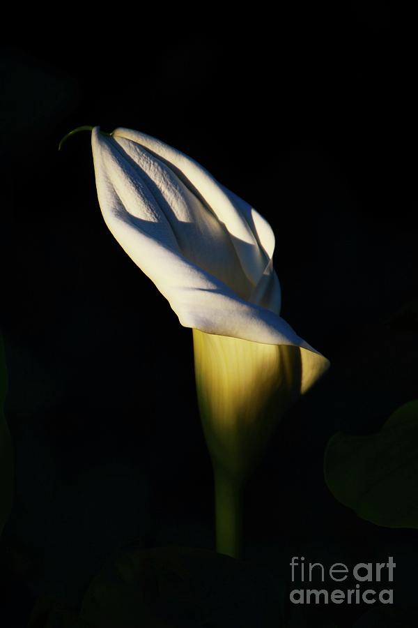 Calla Lily #1 Photograph by Cindy Manero
