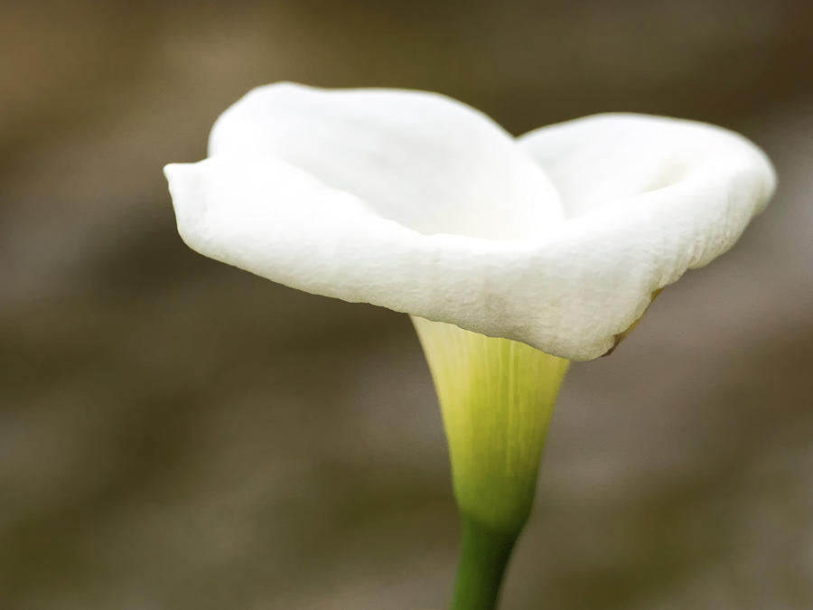 Lily Photograph - Calla Lily #1 by Tam Ryan