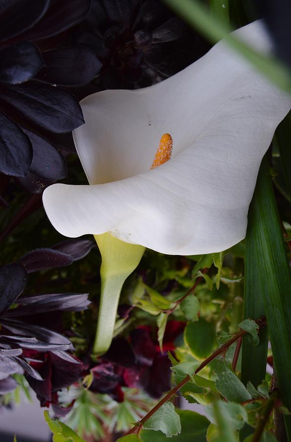 Calla Lily #2 Photograph by Warren Thompson